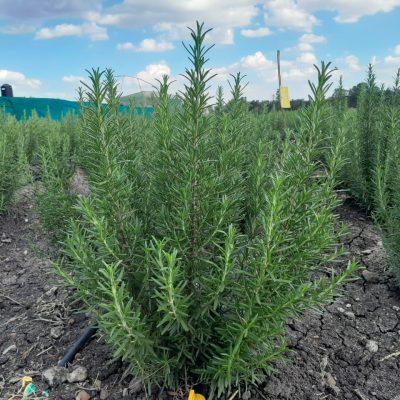 Rosemary