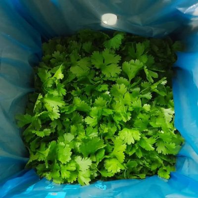 coriander