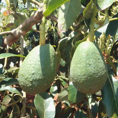 fuerteavacado