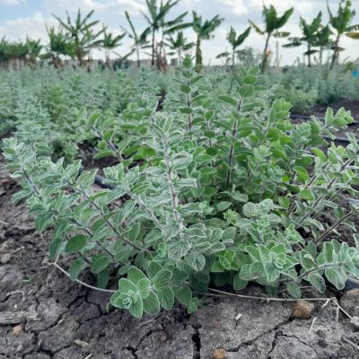 oregano